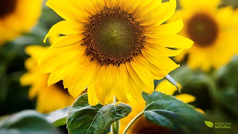 Girassol: saiba para que serve a flor | Medicina Natural