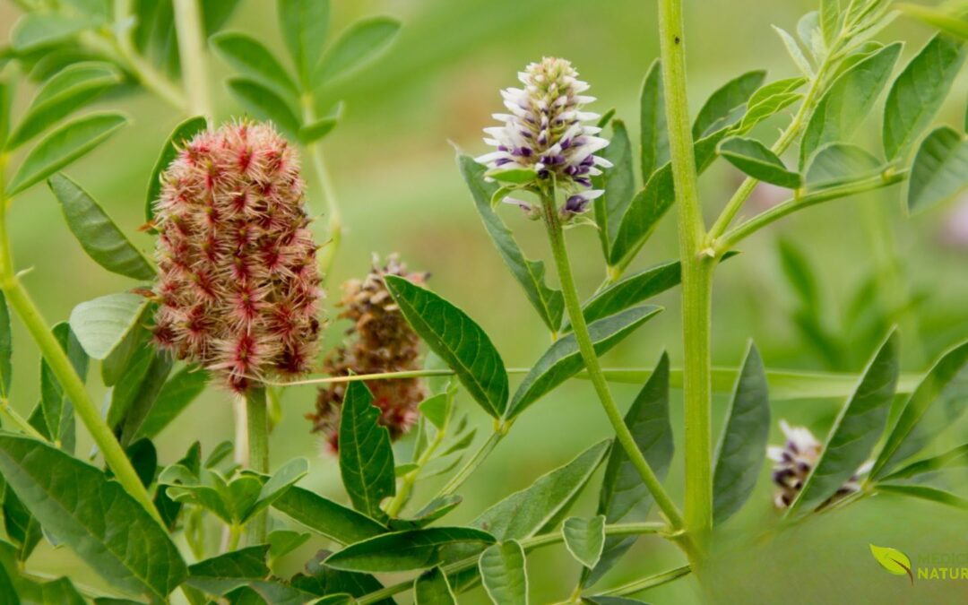 Chá de Alcaçuz (Glycyrrhiza glabra): Para Que Serve e Como Preparar