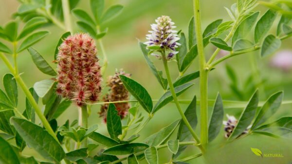 Glycyrrhiza Glabra -ALCAÇUZ