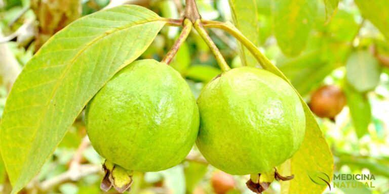 Frutos verdes de goiaba ainda imaturos, pendurados no galho entre folhas