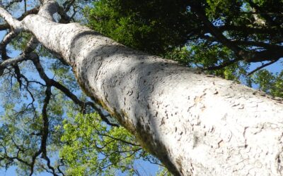Grápia: saiba para que serve o chá
