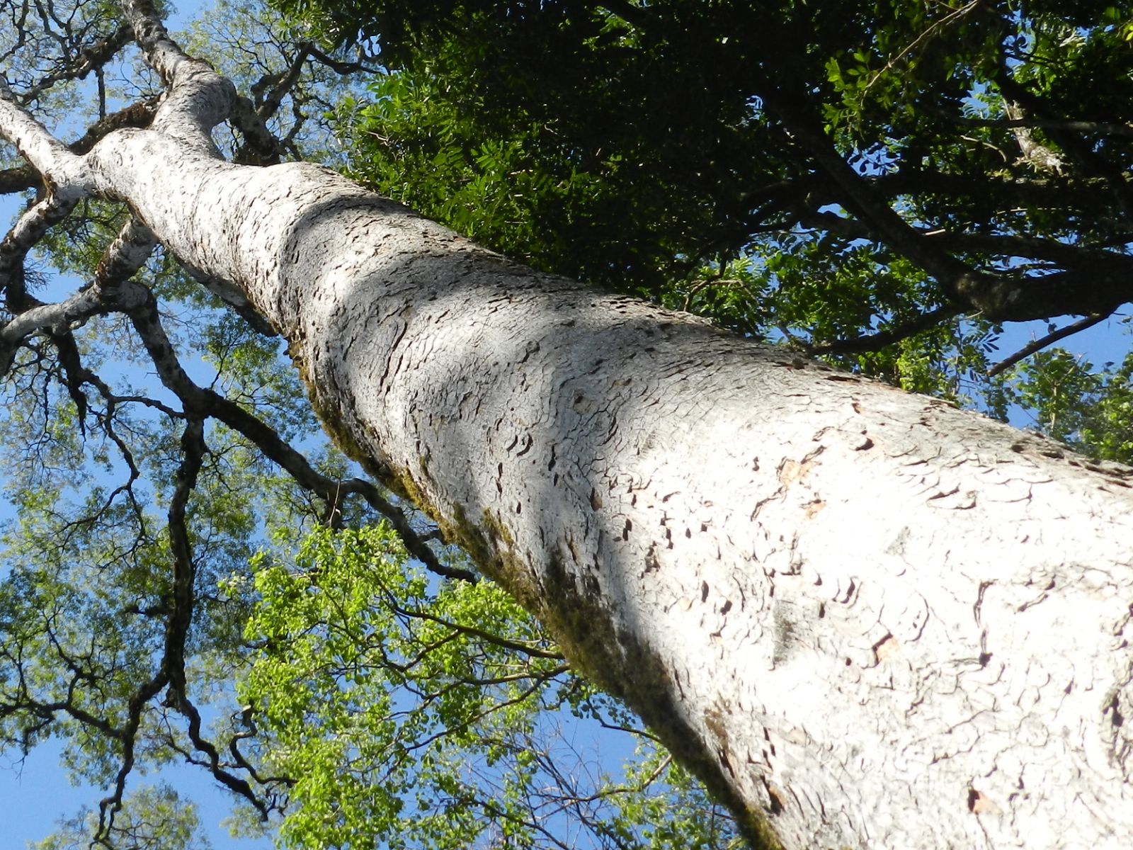 Apuleia leiocarpa - GARAPA, GARAPEIRA, GRÁPIA