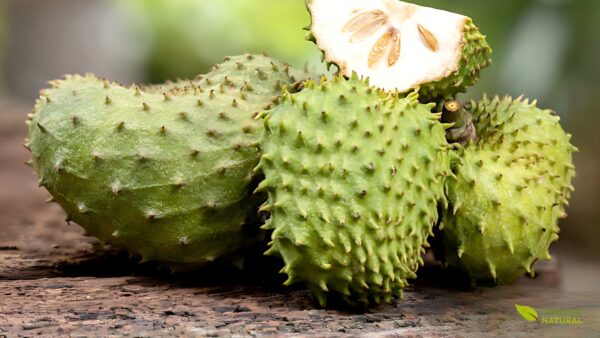 Graviola - Annona muricata