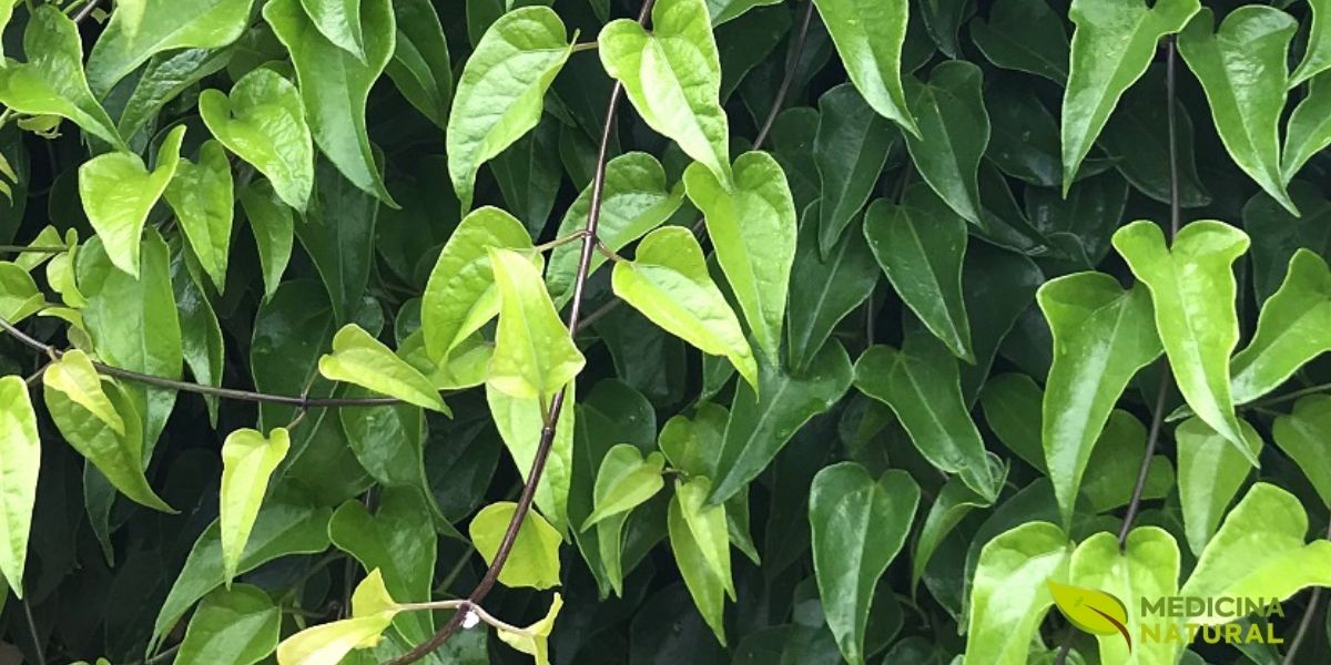 O guaco é a planta brasileira mais importante da RENISUS para doenças respiratórias. O xarope de guaco produzido pelo SUS trata tosses, bronquites e asma leve, sendo o fitoterápico mais prescrito na atenção básica e exemplo de sucesso da fitoterapia no sistema público.