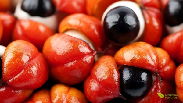 Guaraná - Paullinia cupana