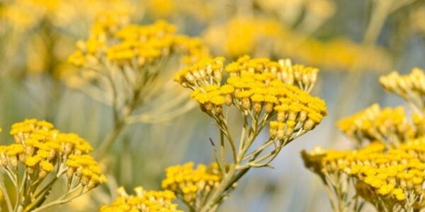 Detalhe das flores amarelas do helicriso, em capítulos pequenos e arredondados, ao lado de folhas finas cobertas de penugem prateada