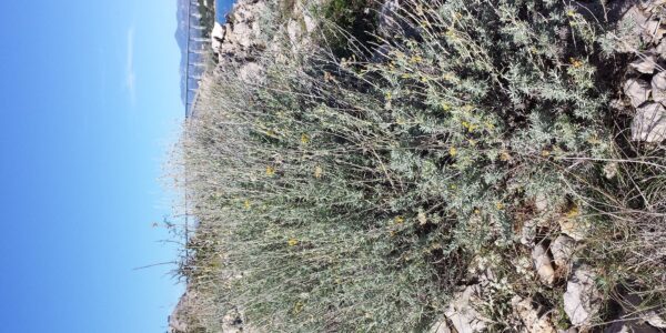 Touceira de helicriso (Helichrysum italicum) de folhagem prateada e pequenos capítulos amarelos, em vegetação costeira