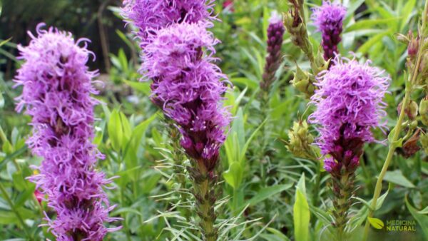 Hissopo - Hyssopus officinalis
