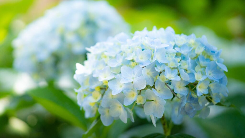Hortênsia - Hydrangea macrophylla