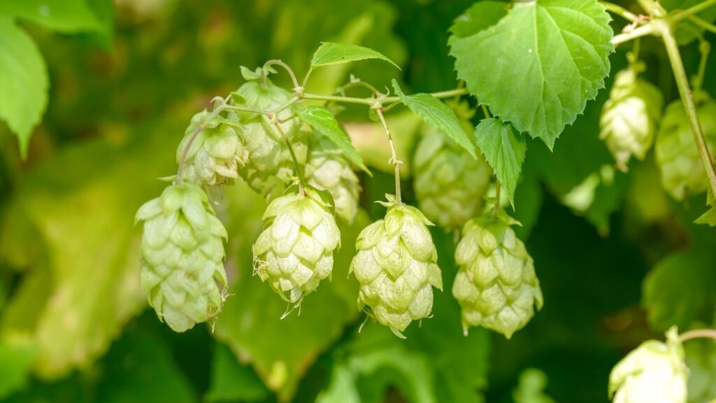 Lúpulo - Humulus lupulus