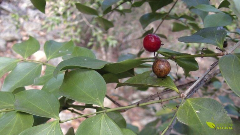 Ignatia Amara: Guia Completo do Remédio Homeopático [2026]