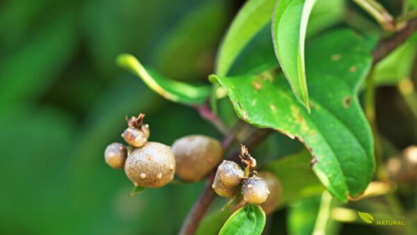 Dioscorea batatas - INHAME-CHINÊS; CINNAMON VINE