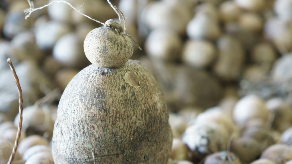 Dioscorea villosa - INHAME-SELVAGEM; WILD YAM
