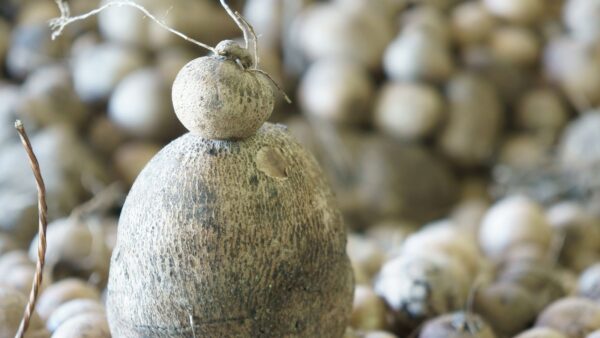 Dioscorea villosa - INHAME-SELVAGEM; WILD YAM