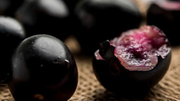 Jambolão - Jamelão - Syzygium jambolanum