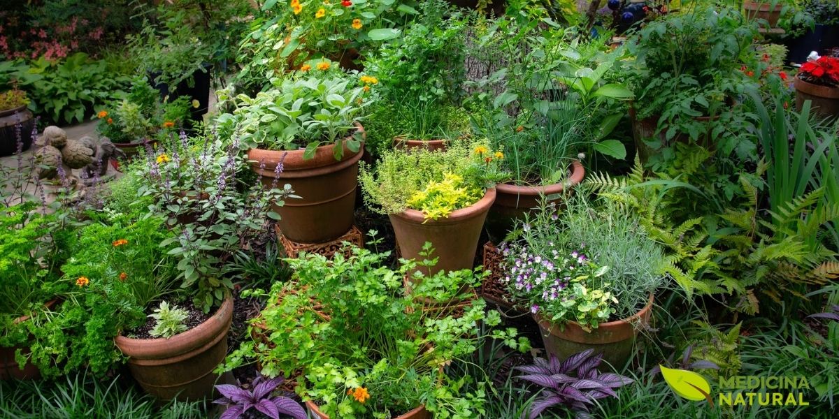 Plantas Medicinais
