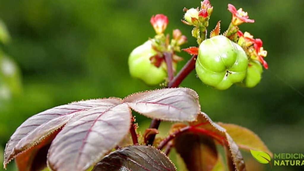 Flores e frutos do Pinhão-roxo em detalhe. As pequenas flores vermelhas e os frutos verdes arredondados são características marcantes desta planta medicinal. Os frutos contêm sementes ricas em óleo com potencial industrial e para biocombustível, mas também são tóxicos se ingeridos sem o processamento adequado. A beleza da planta contrasta com sua potência farmacológica.