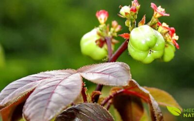Pinhão-Roxo: O Tesouro Medicinal da Flora Brasileira