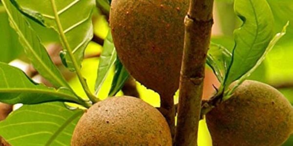 Frutos de jenipapo pendurados no galho, com folhas verdes
