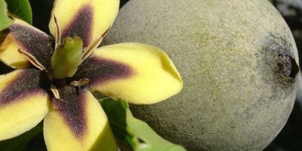 Flor amarela de jenipapo com base roxa, ao lado de um fruto verde