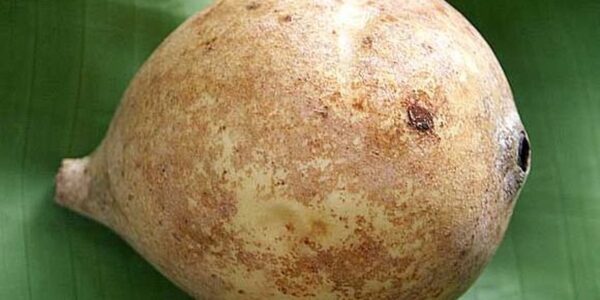 Fruto maduro de jenipapo, de casca parda, sobre folha verde