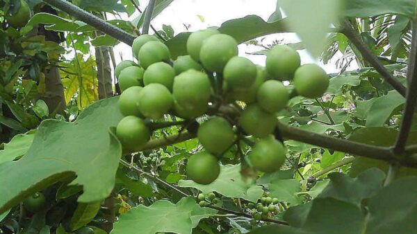 Jurubeba - Solanum paniculatum