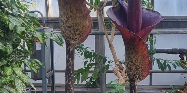 Duas inflorescências de Amorphophallus konjac cultivadas em estufa, com o pecíolo manchado característico e a espata roxa
