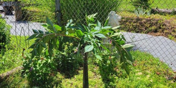 Planta de Amorphophallus konjac na fase vegetativa, com a folha única dividida sustentada por um pecíolo manchado