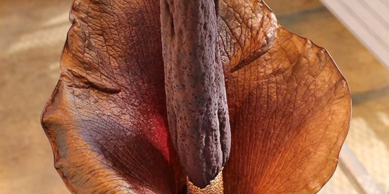 Inflorescência de Amorphophallus konjac em detalhe: espata marrom-avermelhada aberta ao redor do espádice roxo-escuro