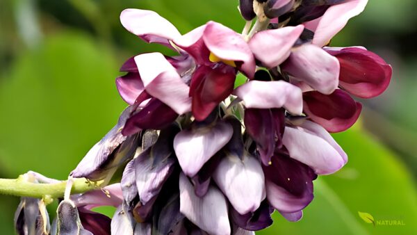 Kudzu - Pueraria lobata