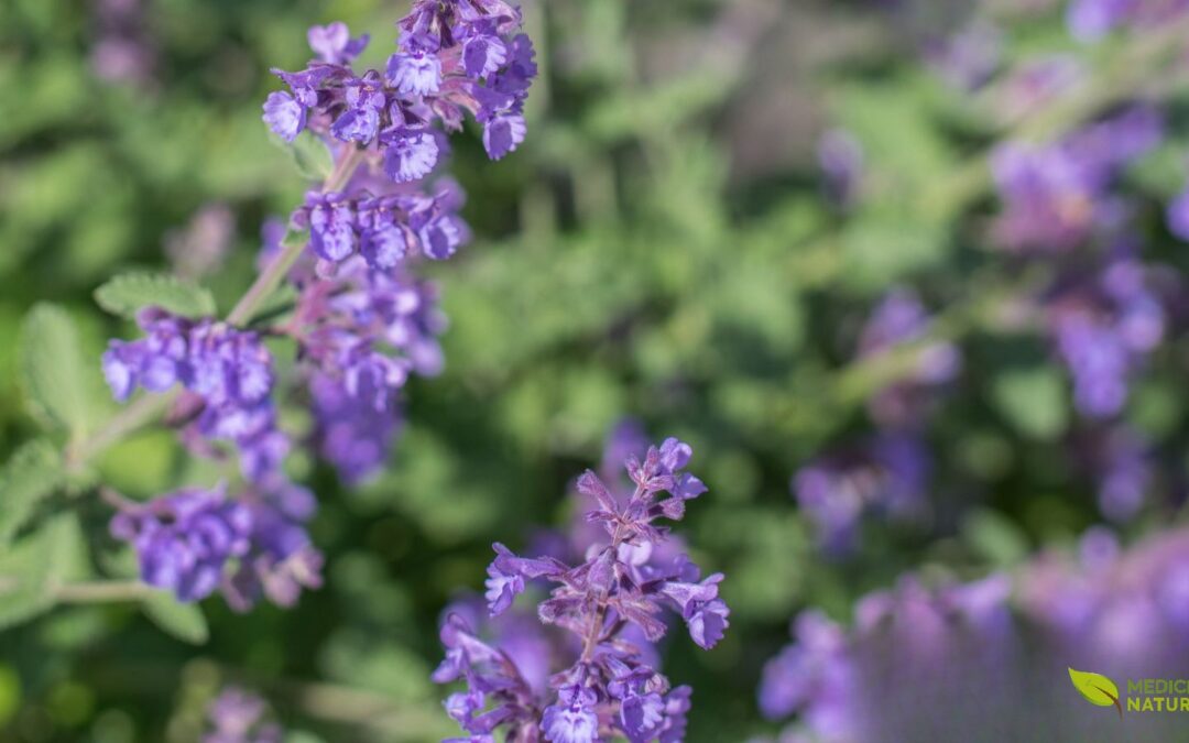 Chá de Lavanda (Lavandula officinalis): Para Que Serve e Como Preparar