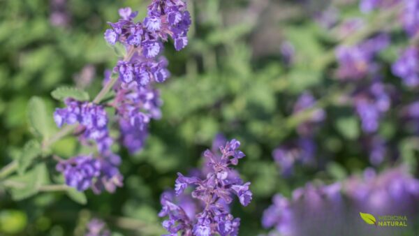 Lavandula officinalis - LAVANDA
