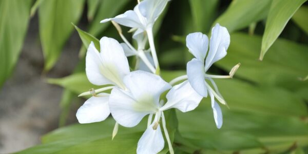 Cacho de flores brancas do lírio-do-brejo, com pétalas largas e estames expostos