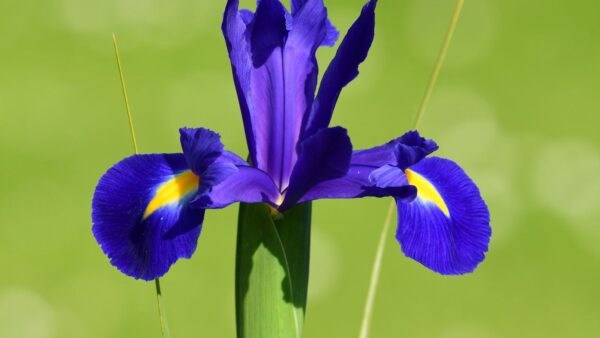 Lírio-roxo - Iris versicolor