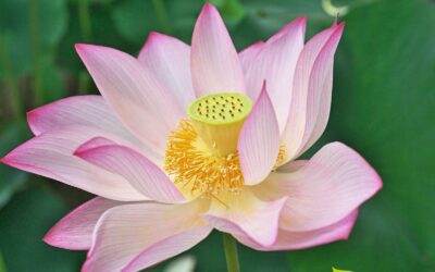 Flor-de-lótus: saiba para que serve o chá