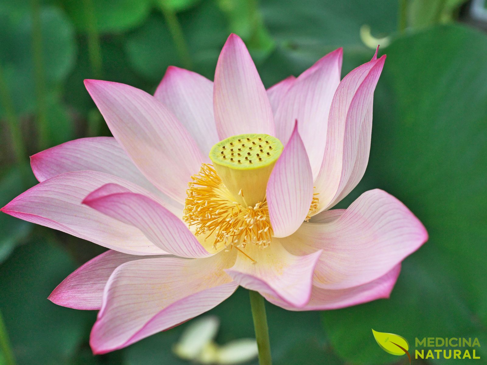 Flor-de-lótus - Lótus-sagrado- Nelumbo nucifera