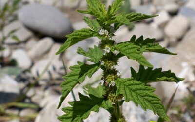 Lycopus virginicus: Benefícios e Guia Completo da Bugleweed