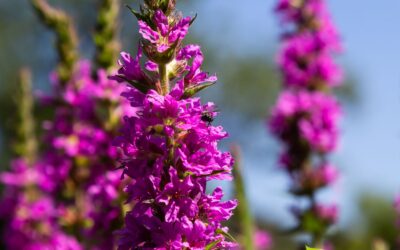 Salicária: Guia Medicinal Definitivo da Erva-Carapau