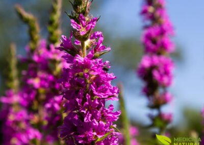Lythrum salicaria - Salicária - Erva-Carapau