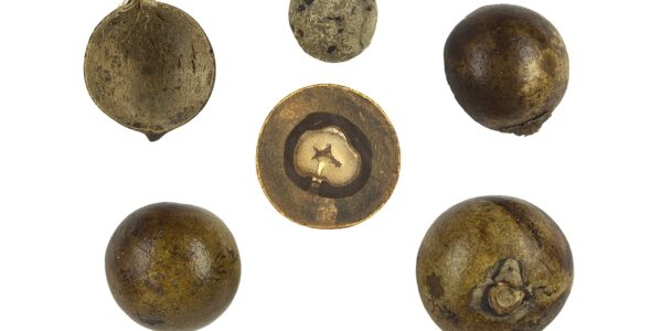 Frutos de macaúba inteiros e em corte, mostrando a casca, a polpa e o caroço central, em acervo botânico