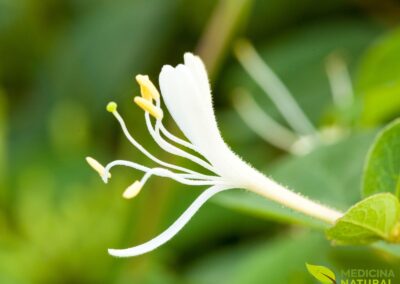 Madressilva-japonesa - Lonicera japonica
