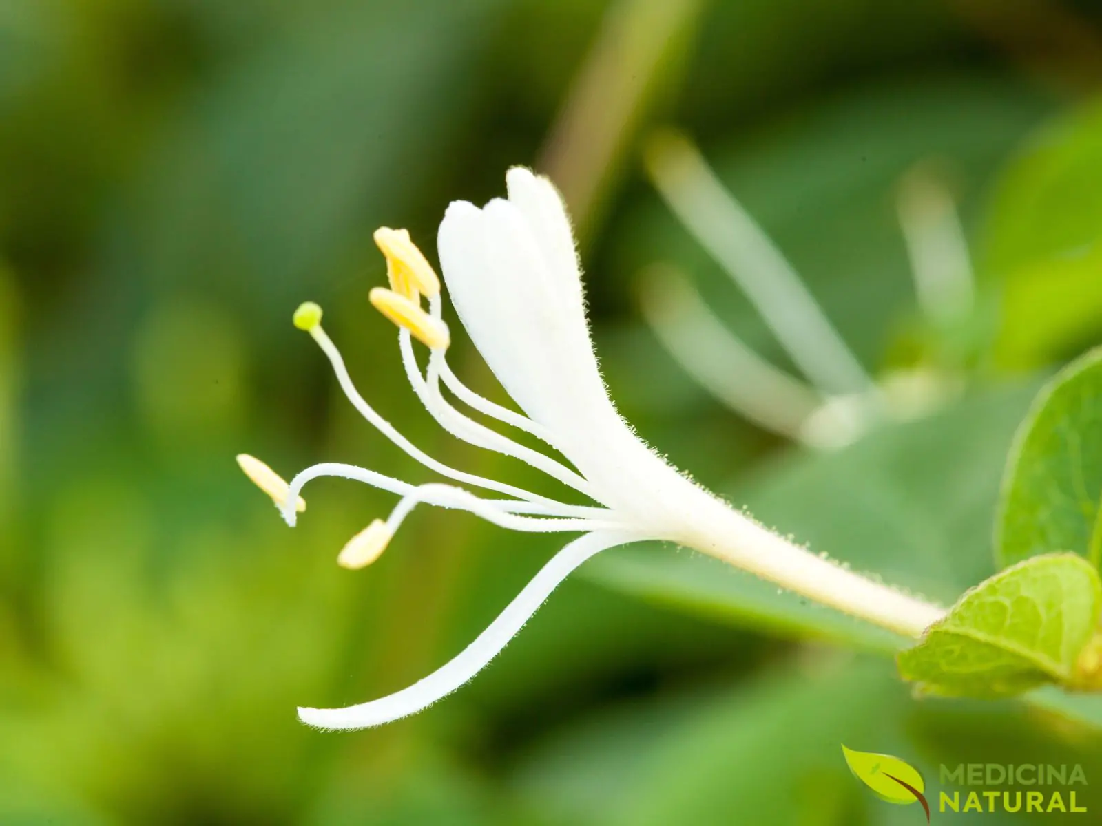 Madressilva-japonesa - Lonicera japonica