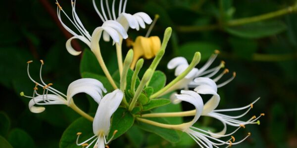 Flores tubulares brancas e amarelas de Lonicera japonica em detalhe, com os estames longos projetados