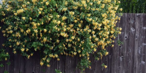Trepadeira de madressilva (Lonicera japonica) coberta de flores amarelas crescendo sobre uma cerca de madeira