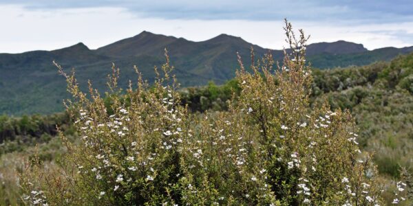 Arbusto de manuka (Leptospermum scoparium) florido, com flores brancas pequenas, em paisagem montanhosa da Nova Zelândia