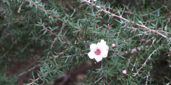 Close de flores brancas de manuka com centro rosado, pétalas delicadas e numerosos estames