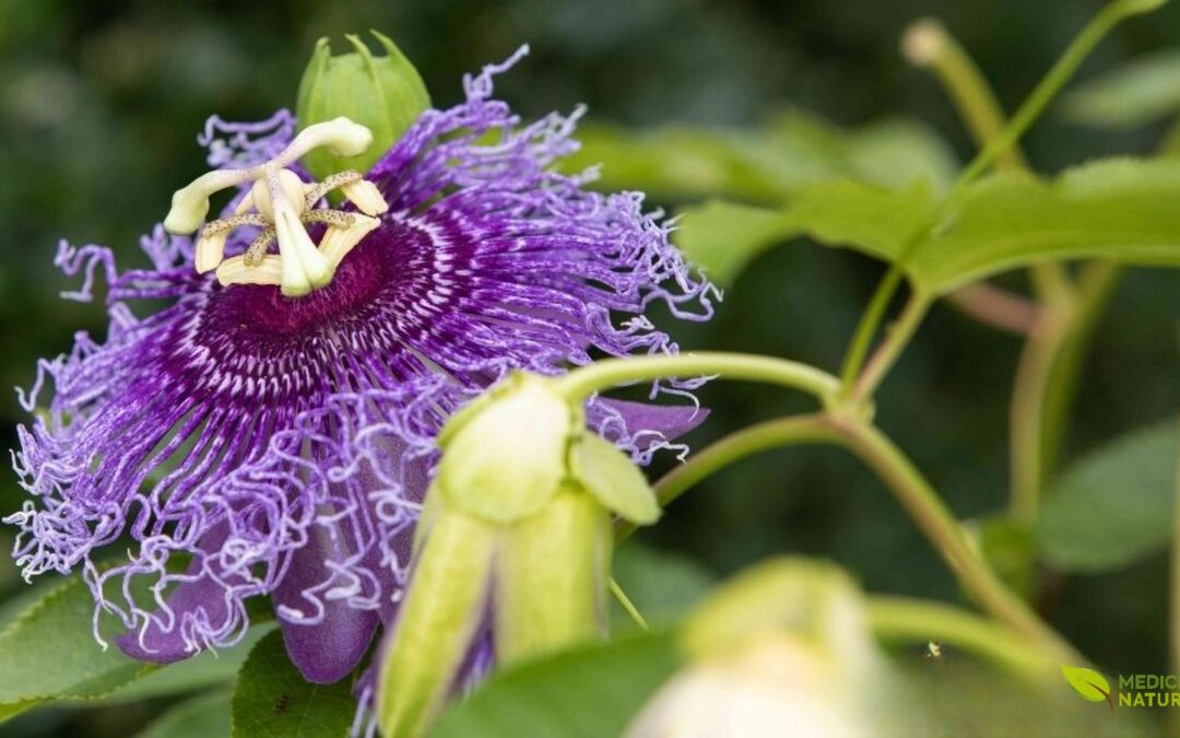 Chá de Maracujá (Passiflora edulis): Para Que Serve e Como Preparar