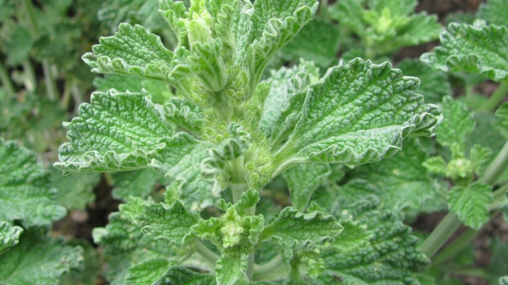 Marrubium vulgare - HOREHOUND; HORTELÃ-DO-MATO; MARROIO-BRANCO