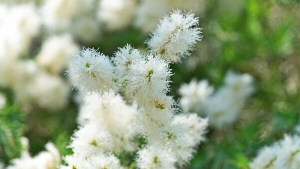 Melaleuca alternifolia - ÁRVORE-DO-CHÁ (TEA TREE)