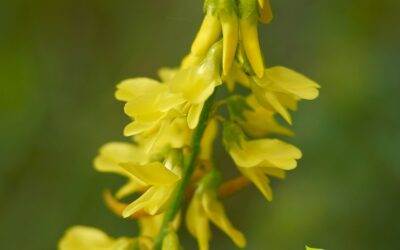 Trevo-amarelo: saiba para que serve o chá